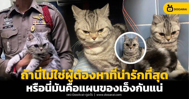 แมวพลัดหลงพยายามสวบเจ้าพนักงาน